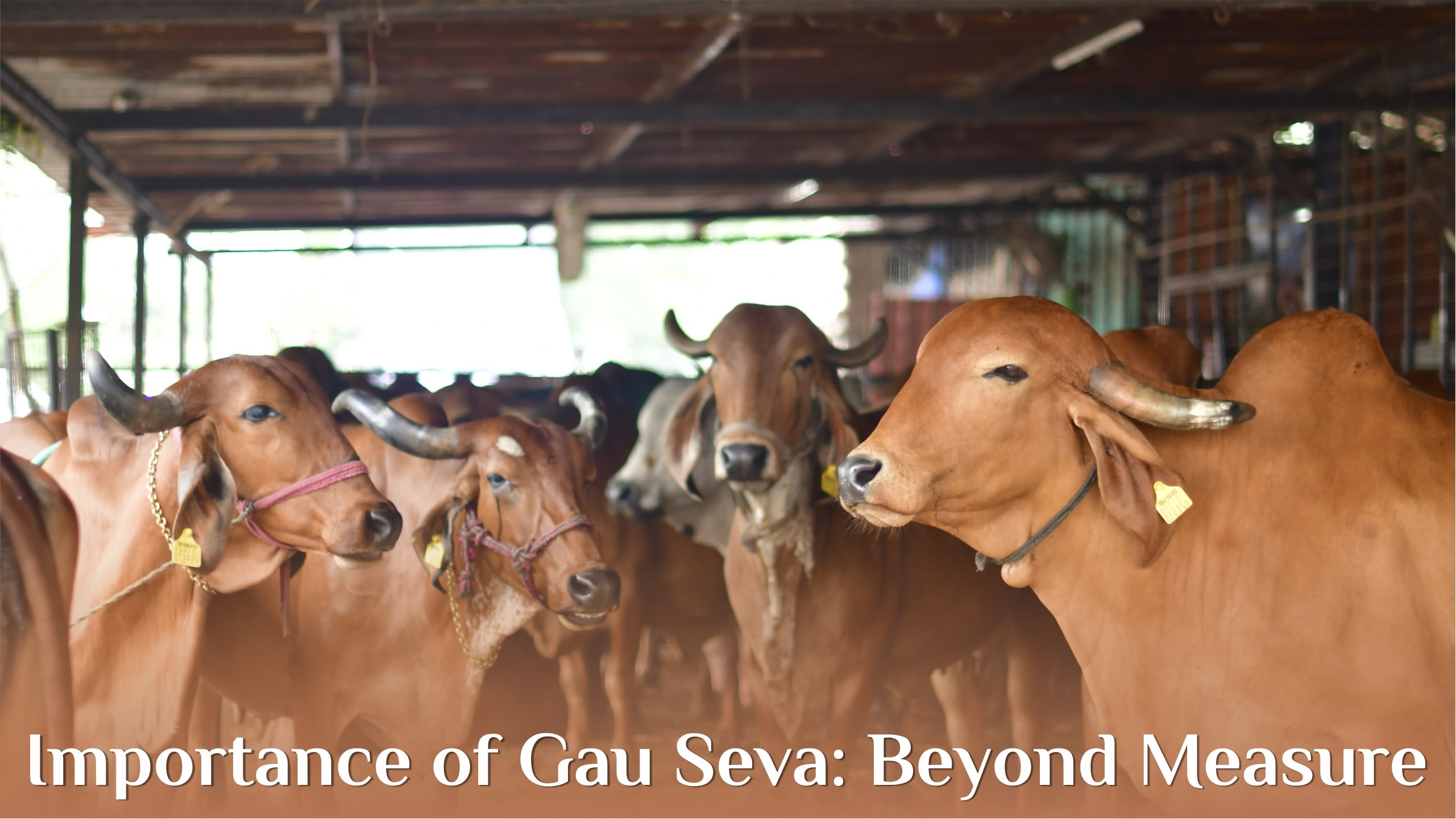 The Essential Role of Gau Seva in Sustainable Rural Nutrition