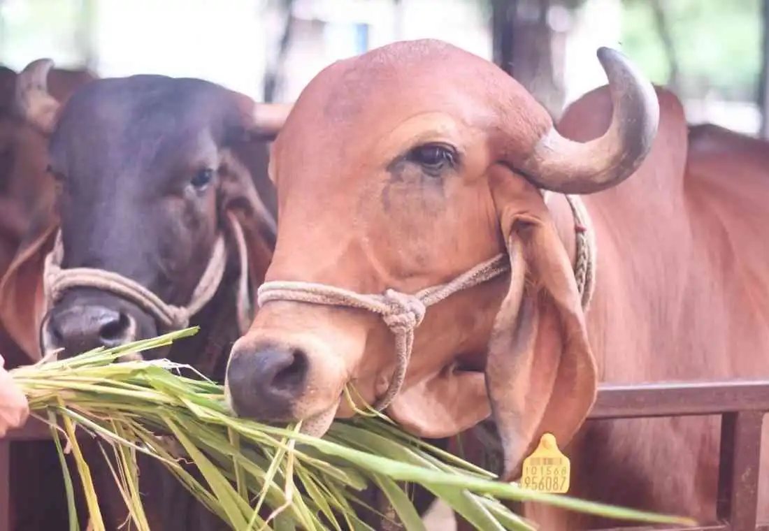 Gau Poshana Seva