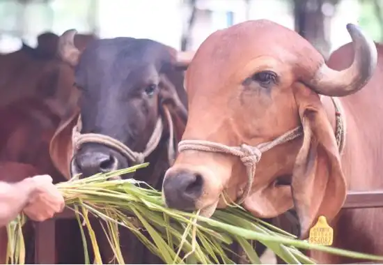 Gau Seva