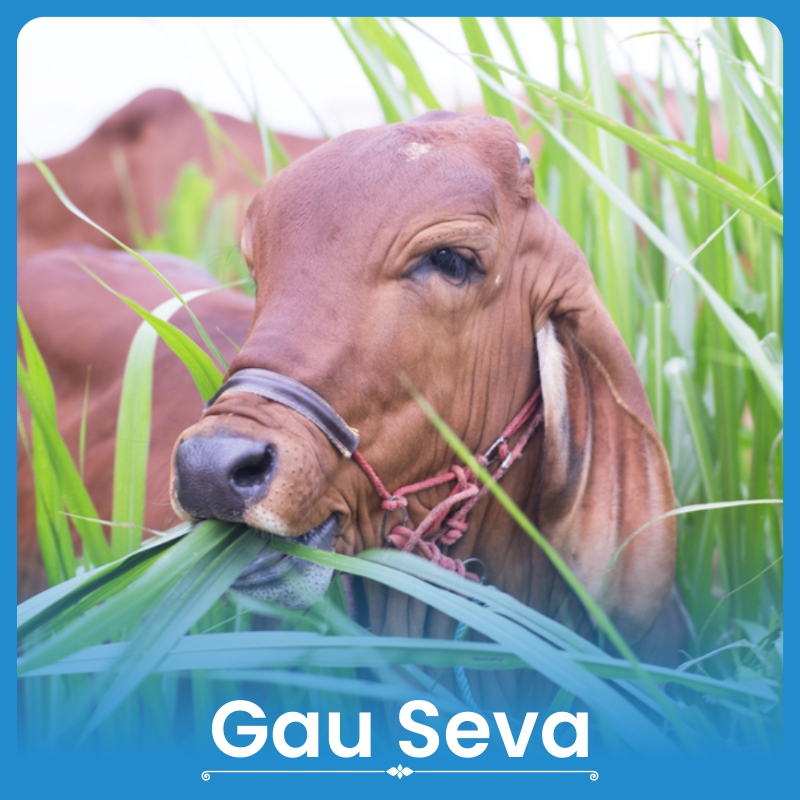 Gau Seva (Feed 2 Cows)