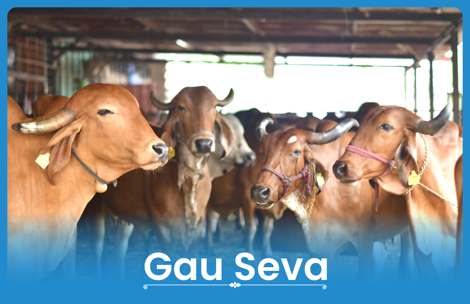 Gau Seva (Feed 101 Cows)