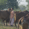 Gau seva