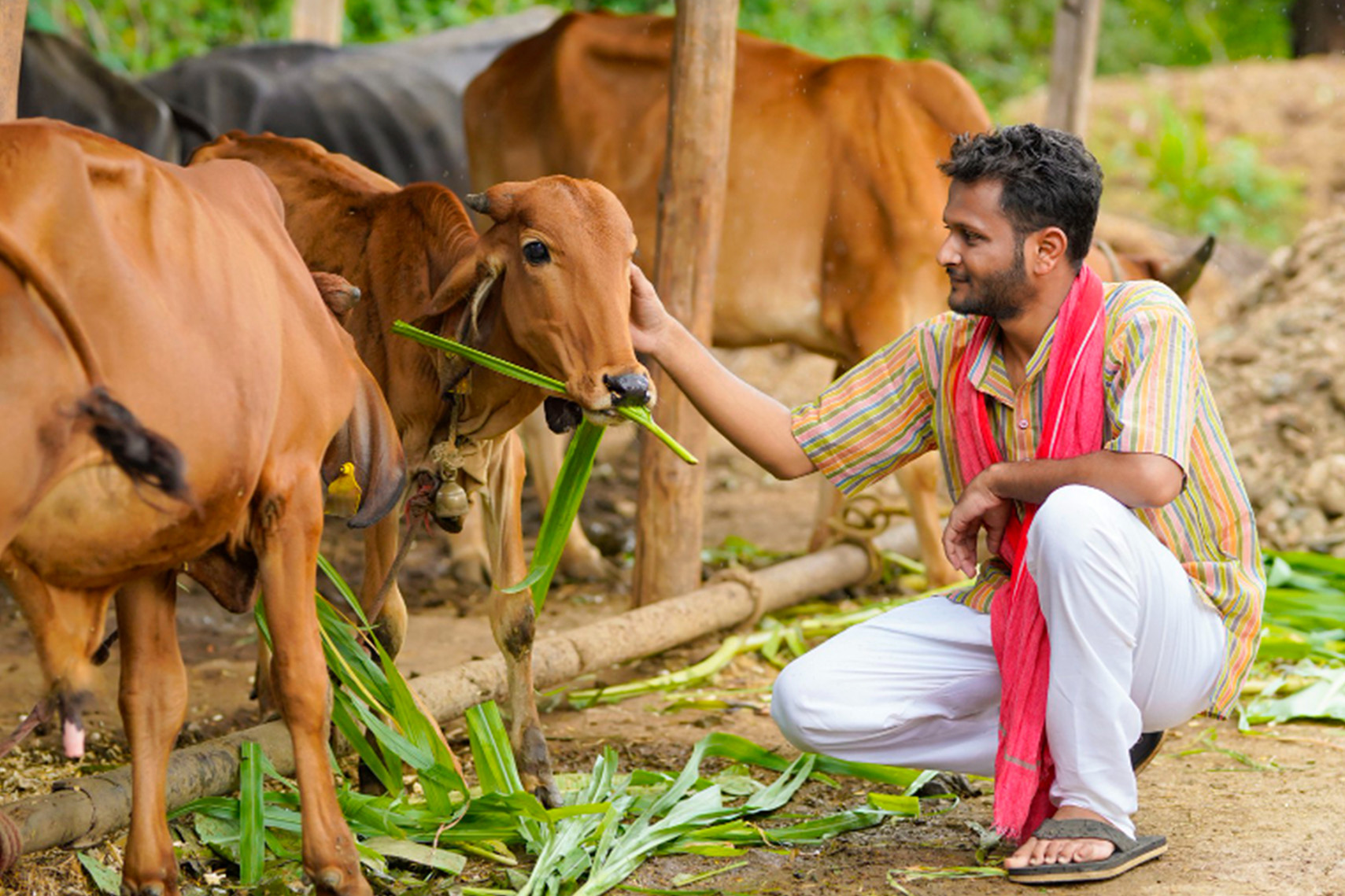 Gau Seva Sahyog