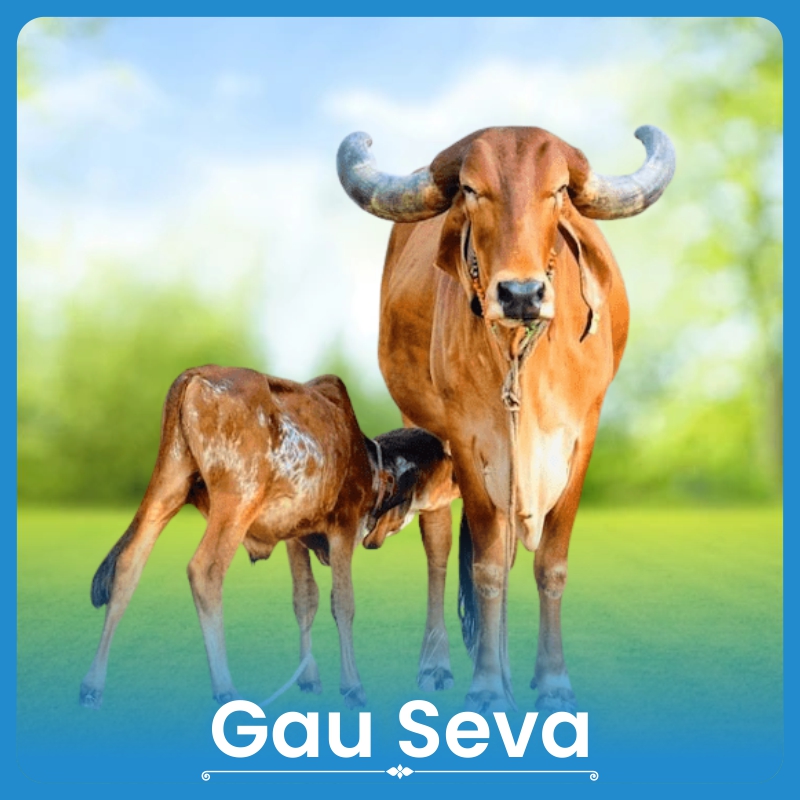 Gau Seva (Feed 11 Cows)